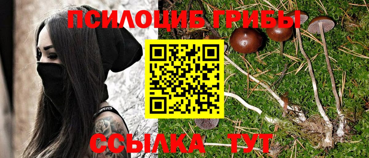 Псилоцибиновые грибы Cubensis  Вход с VPN  Ковров 